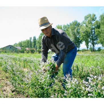 Ferma cu miresme medicinale de la Odobeşti