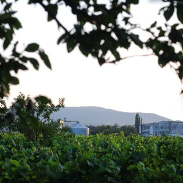 VITICULTURĂ ROMÂNEASCĂ: Podgoria Odobești