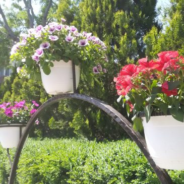 Flori în Centrul Civic